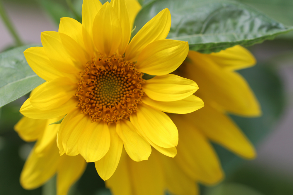 Ginger Frederick Photography